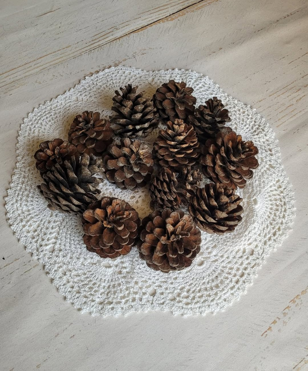 Pine Cones